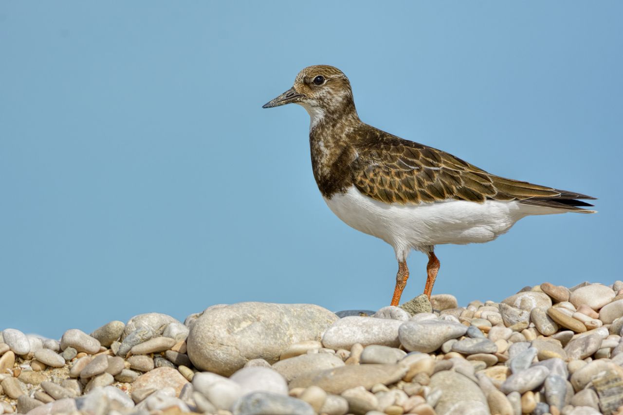 Voltapietre (Arenaria interpres)